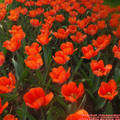 tulipany (30)